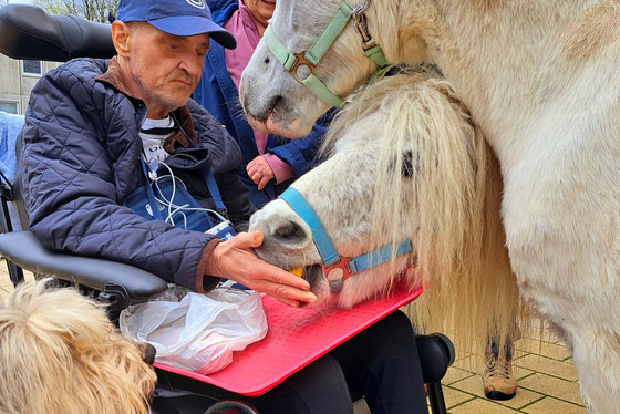 Hospizgast Herr S. füttert die beiden Usedomer Ponys Hospizgast Herr S. füttert die beiden Usedomer Ponys